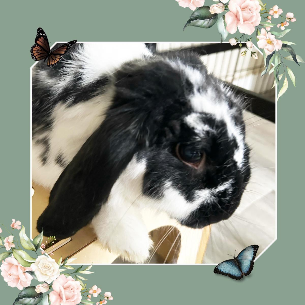 Remy Lop Eared Rabbit