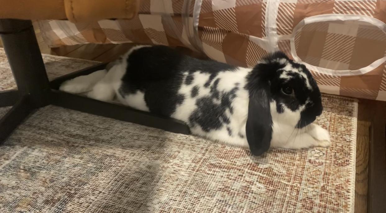 Enlarge Remy, a Adopted Lop Eared in New City, NY image 2/6