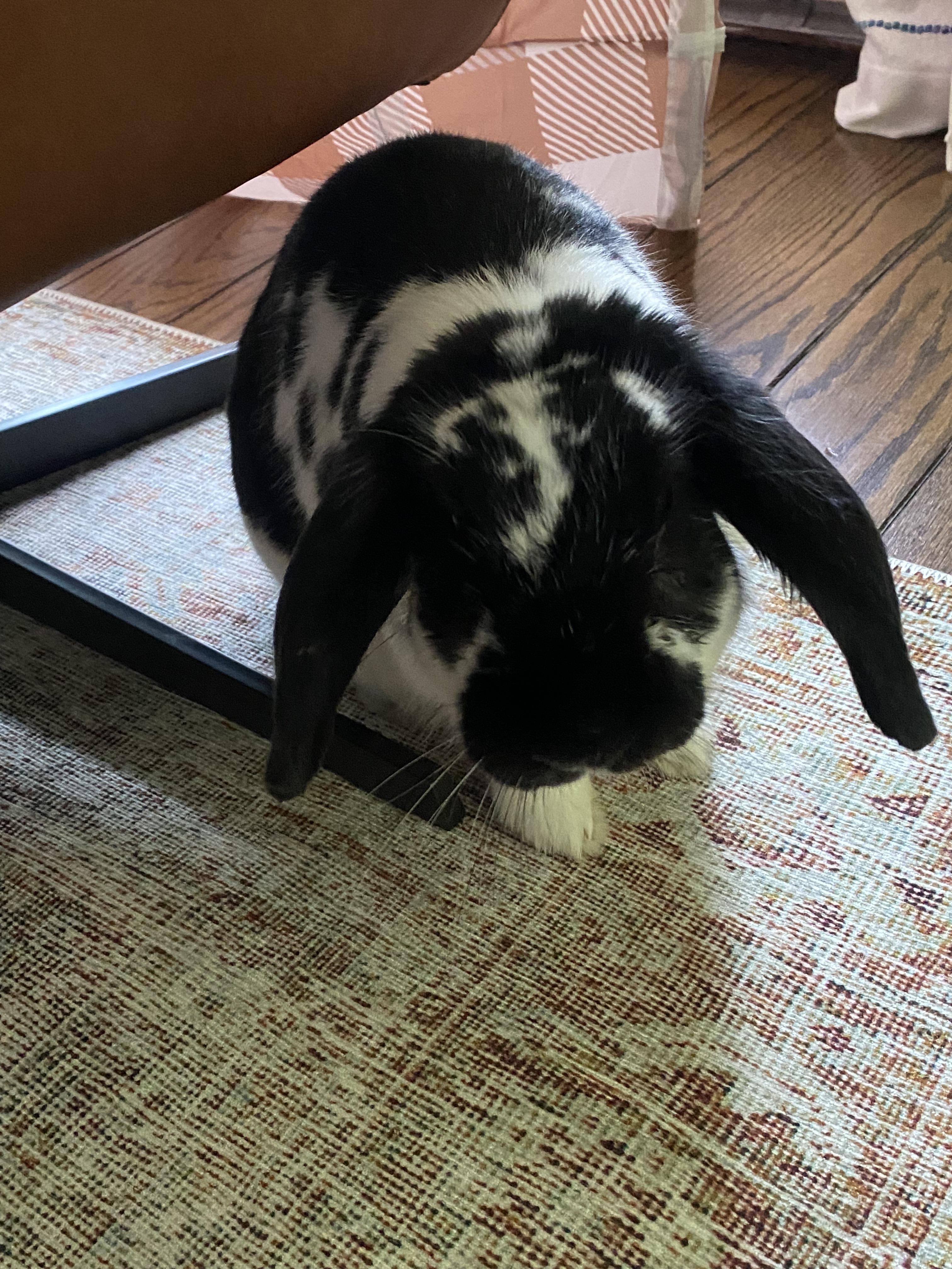 Enlarge Remy, a Adopted Lop Eared in New City, NY image 3/6