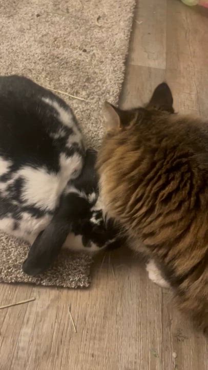 Enlarge Remy, a Adopted Lop Eared in New City, NY video 6/6