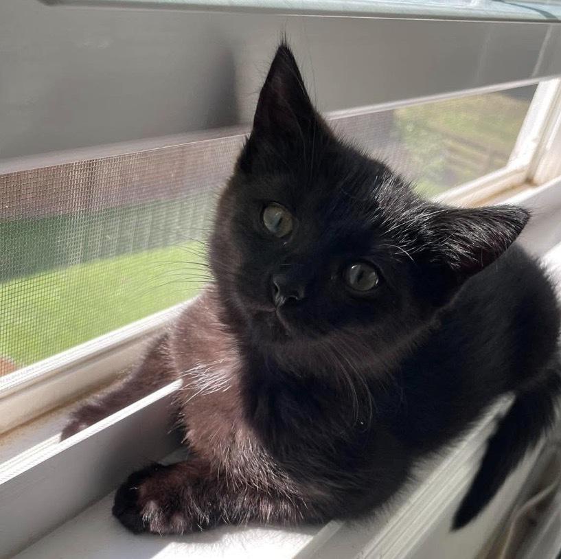 Enlarge Sharpie, a Adoptable Domestic Short Hair in Clarksville, TN image 1/4