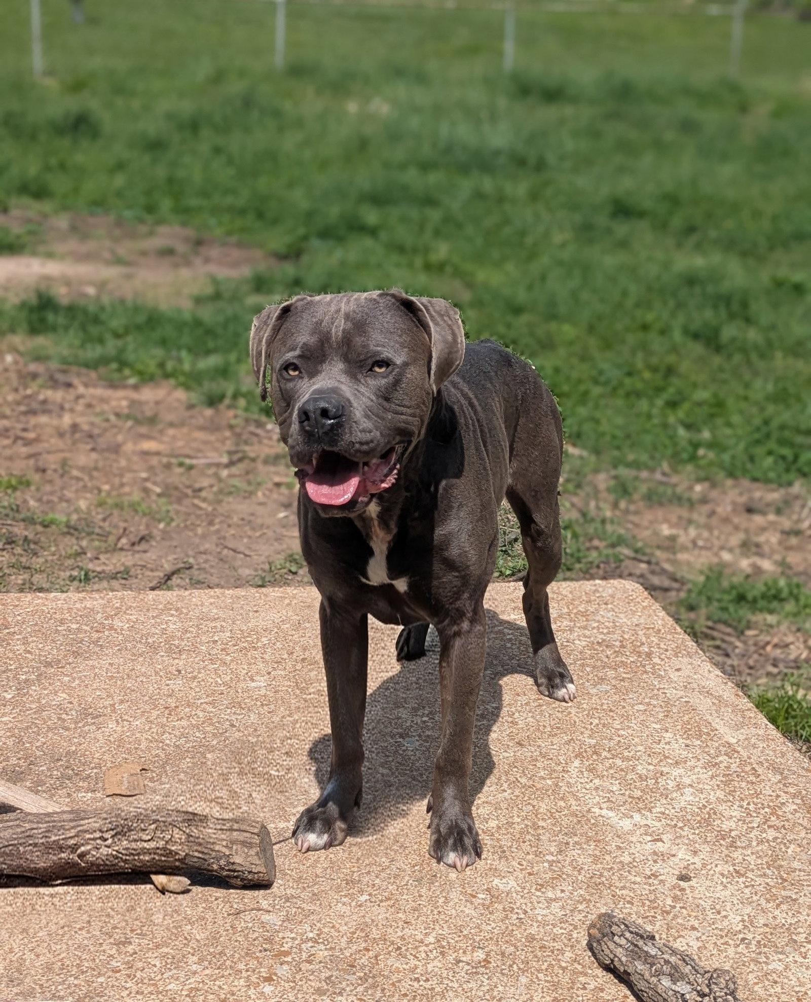 Cellar, Adoptable, Adult Male Cane Corso.