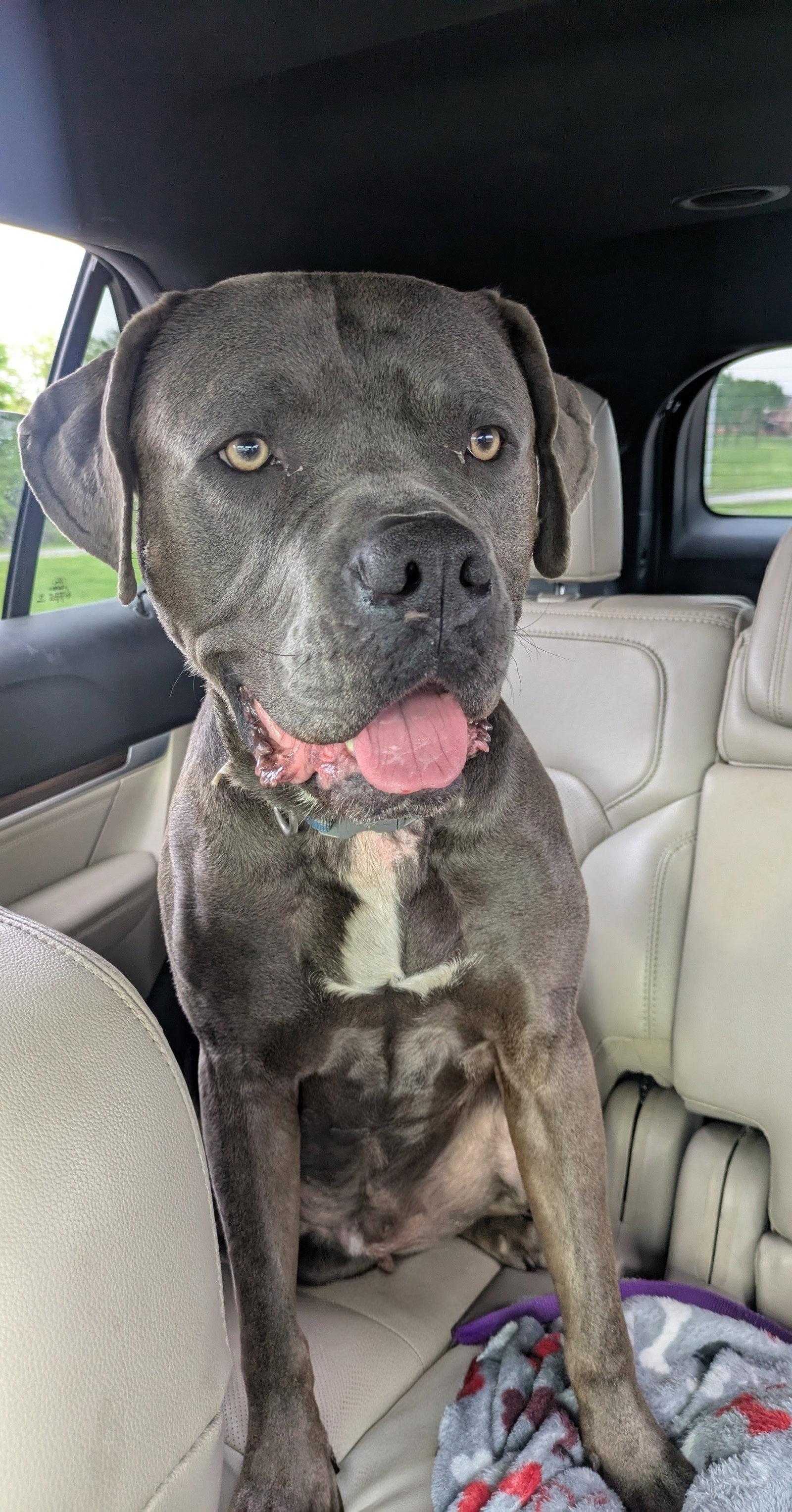 Cellar, a Adoptable Cane Corso in St. Louis, MO image 2/3