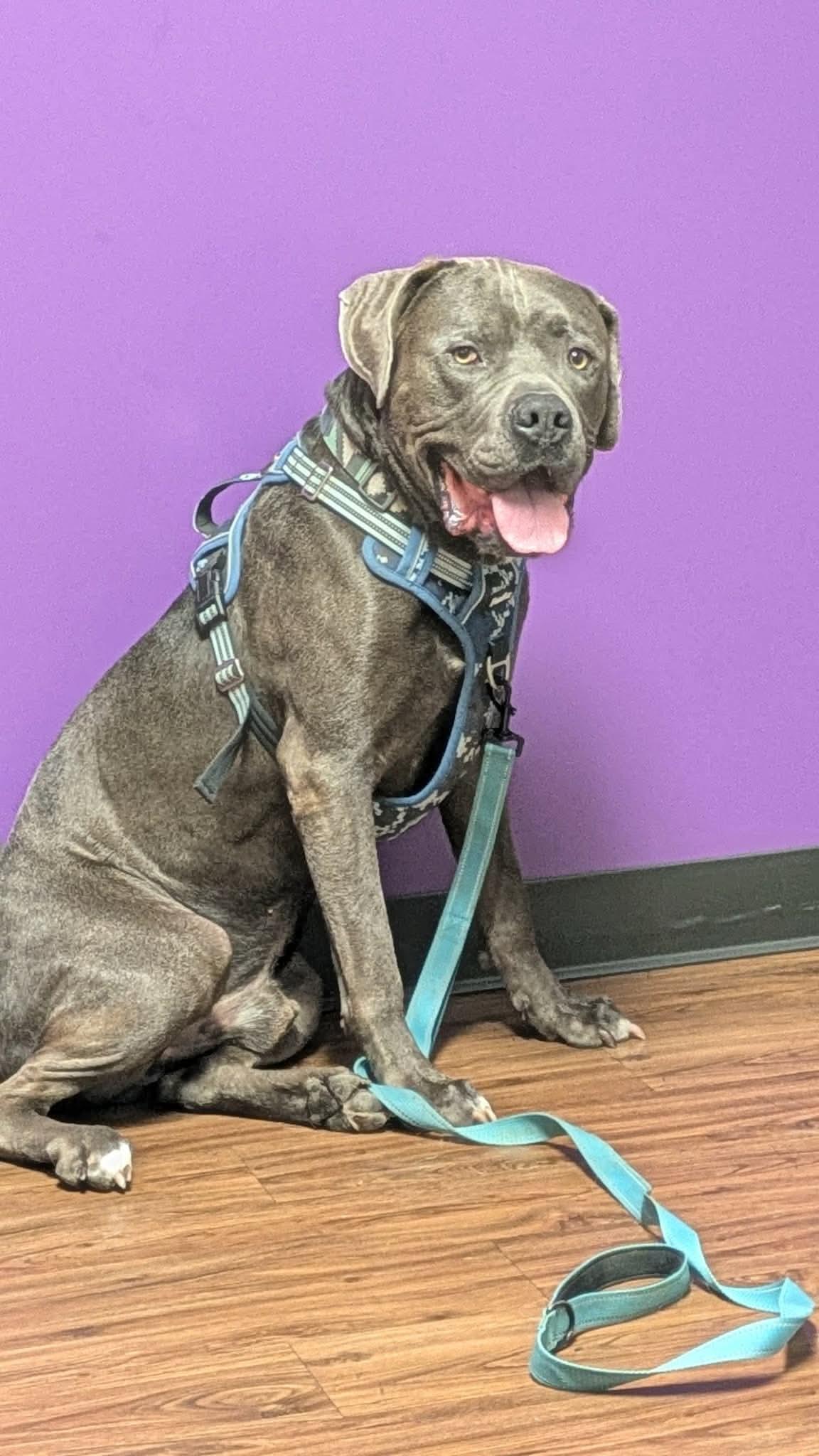 Cellar, a Adoptable Cane Corso in St. Louis, MO image 3/3