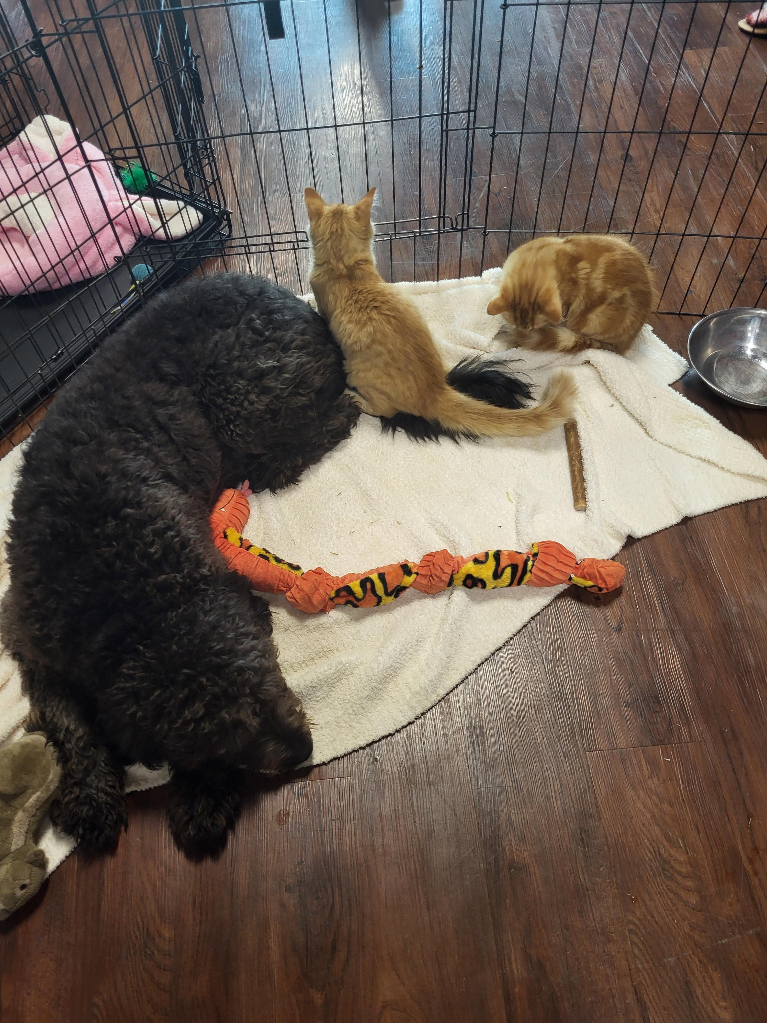 Enlarge Harmonie, a ADOPTABLE mixed breed in Mooresville, NC image 2/3