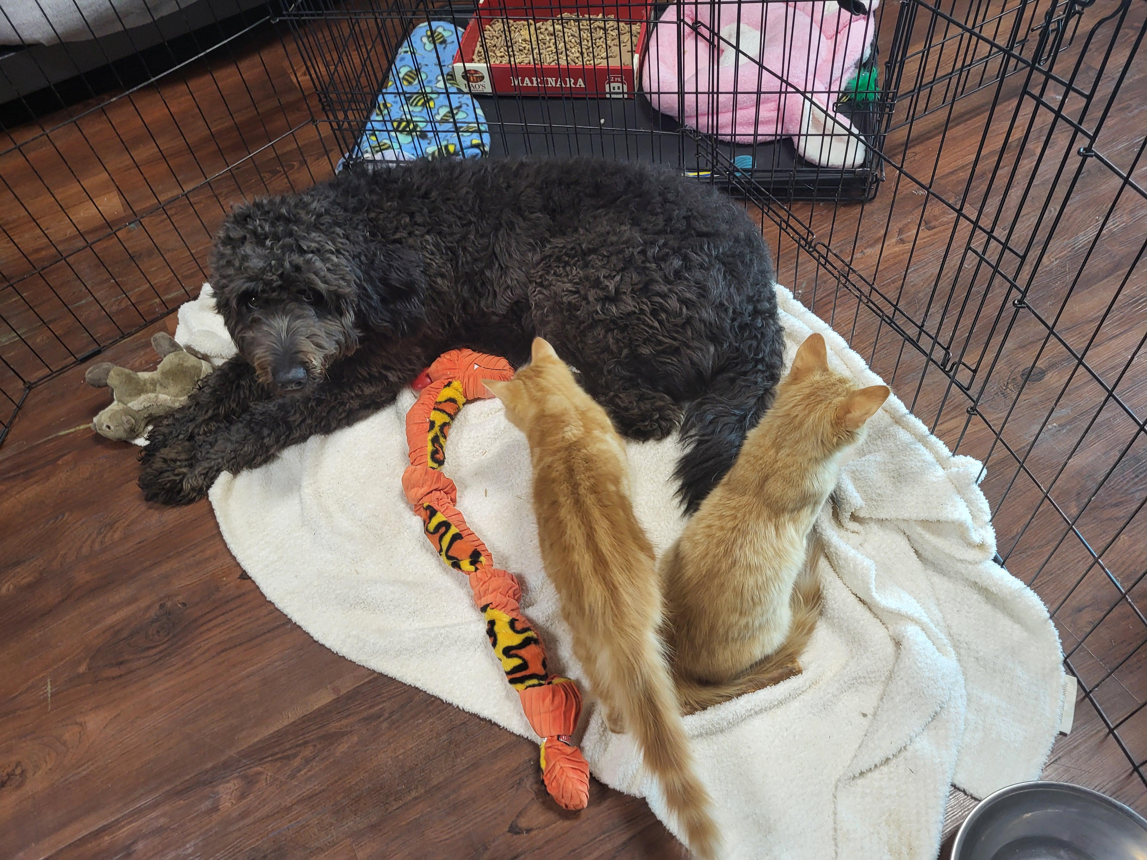 Enlarge Harmonie, a ADOPTABLE mixed breed in Mooresville, NC image 3/3