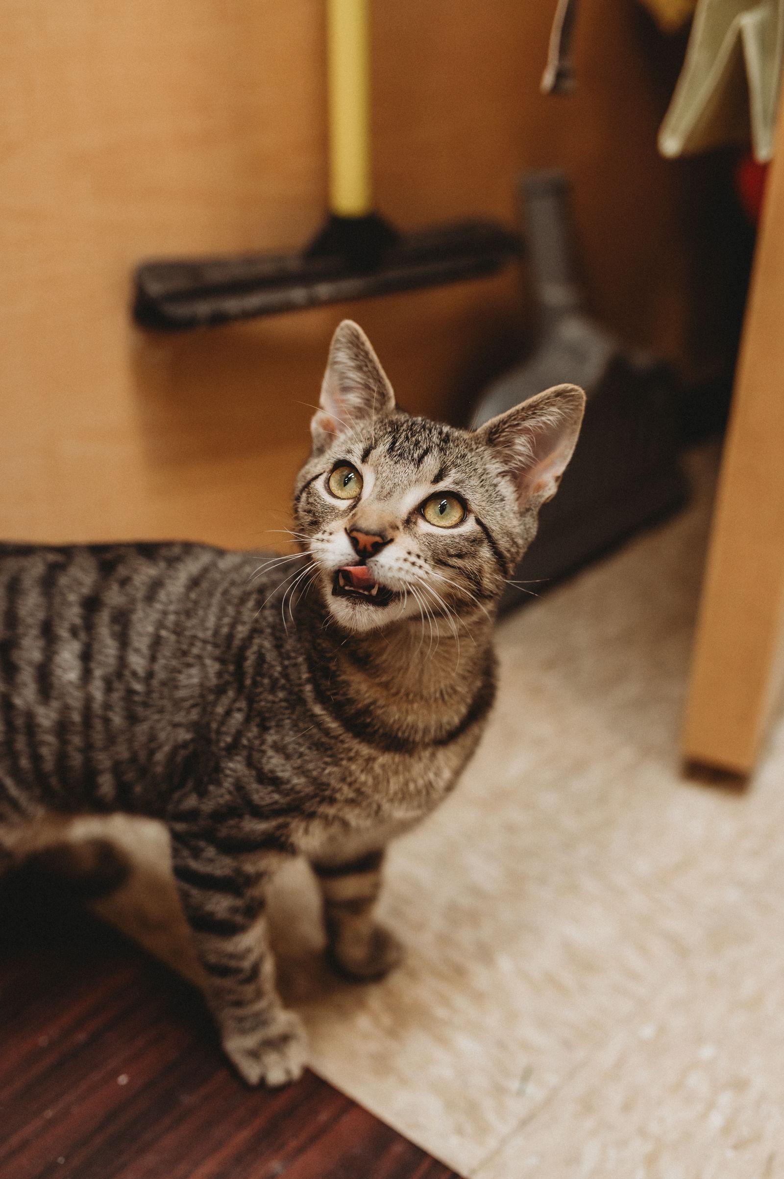 Prancer, Adoptable, Young Male Domestic Short Hair & Tabby.