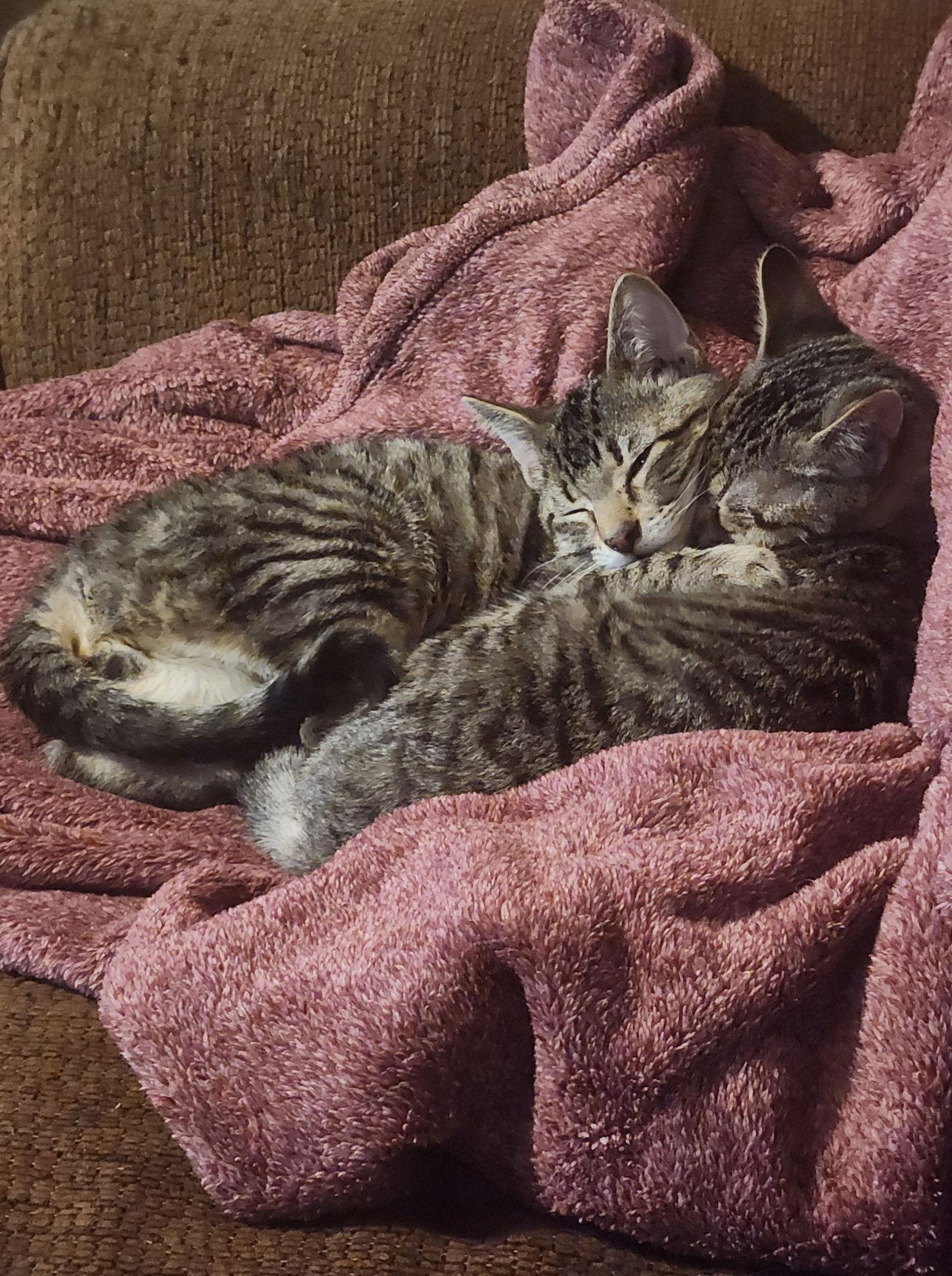 Enlarge Prancer, a Adoptable mixed breed in McKinney, TX image 2/3