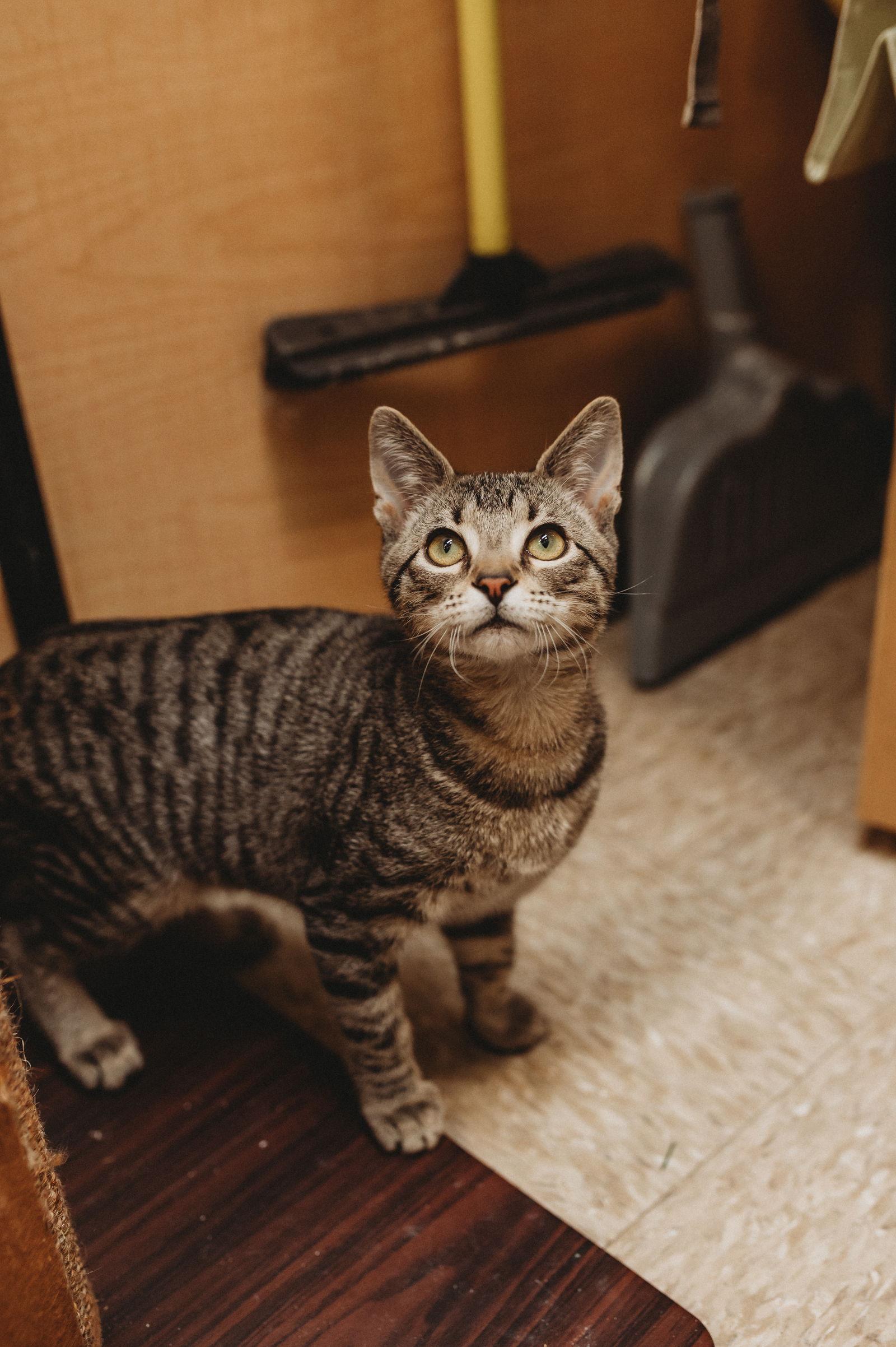 Prancer, a Adoptable mixed breed in McKinney, TX image 2/2