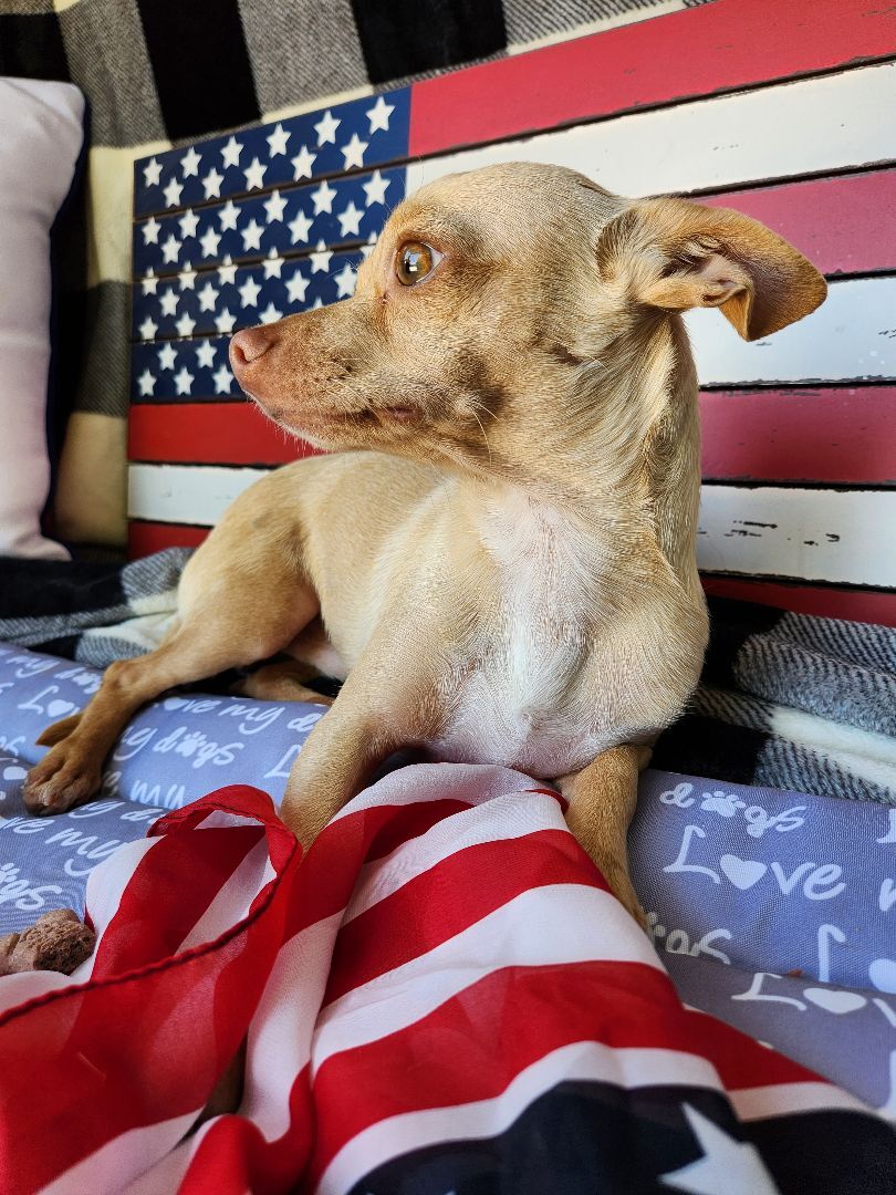 Mikey, a Adopted Chihuahua in Killeen, TX image 1/13