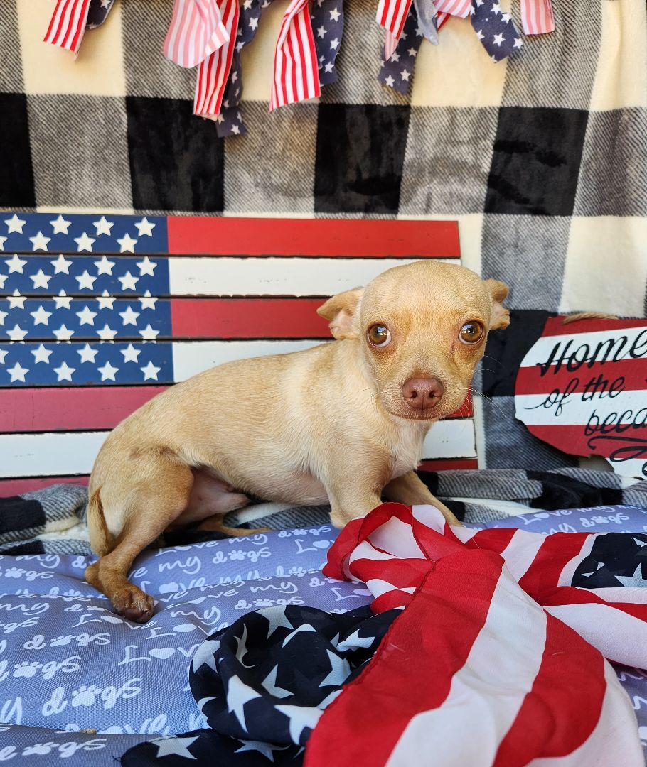 Mikey, a Adopted Chihuahua in Killeen, TX image 2/13