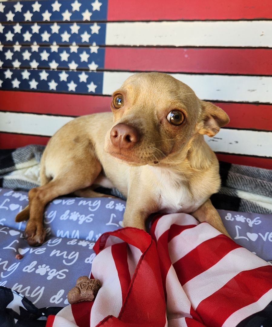 Mikey, a Adopted Chihuahua in Killeen, TX image 3/13