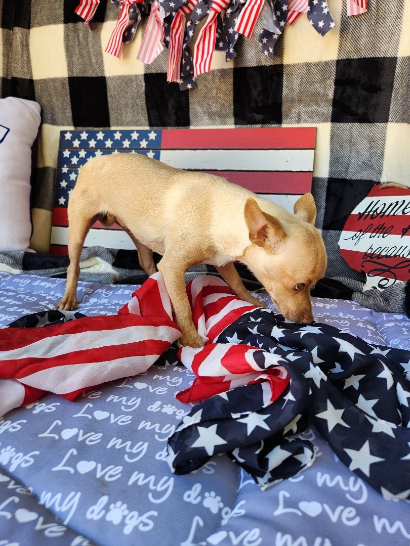 Mikey, a Adopted Chihuahua in Killeen, TX image 4/13