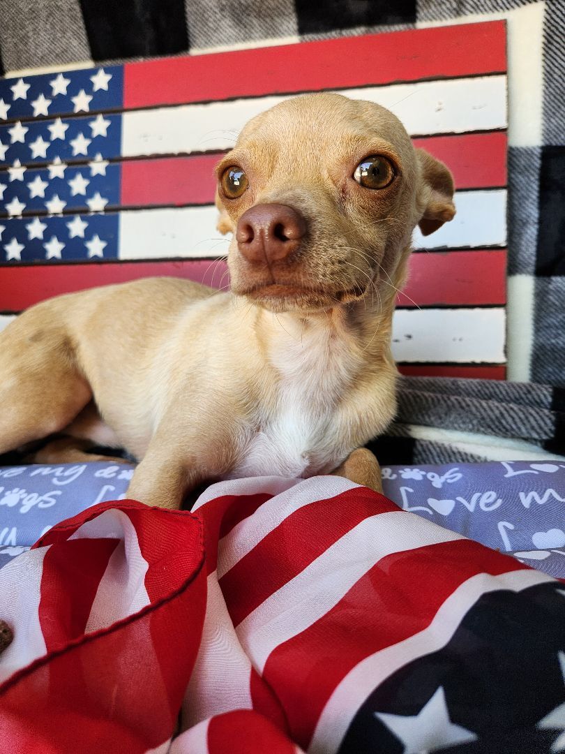 Mikey, a Adopted Chihuahua in Killeen, TX image 5/13