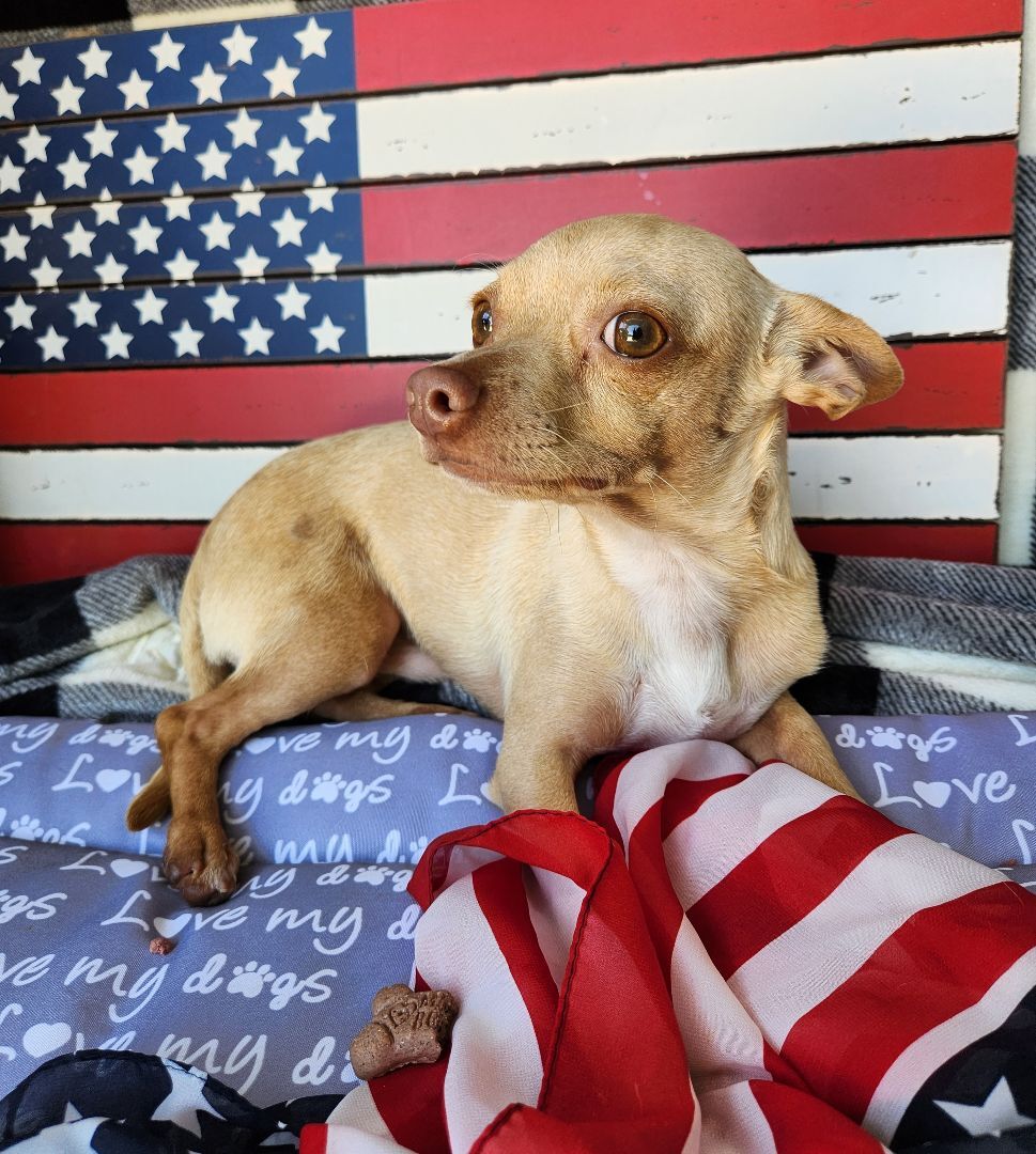 Mikey, a Adopted Chihuahua in Killeen, TX image 6/13