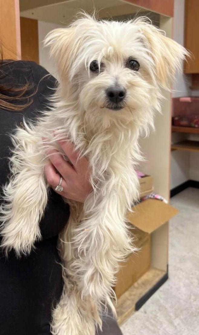 Clementine (Courtesy Post), Adoptable, Young Female Maltese & Terrier.