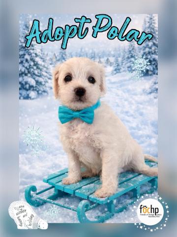 Enlarge Polar, a Adoptable mixed breed in Orange, CA image 1/1