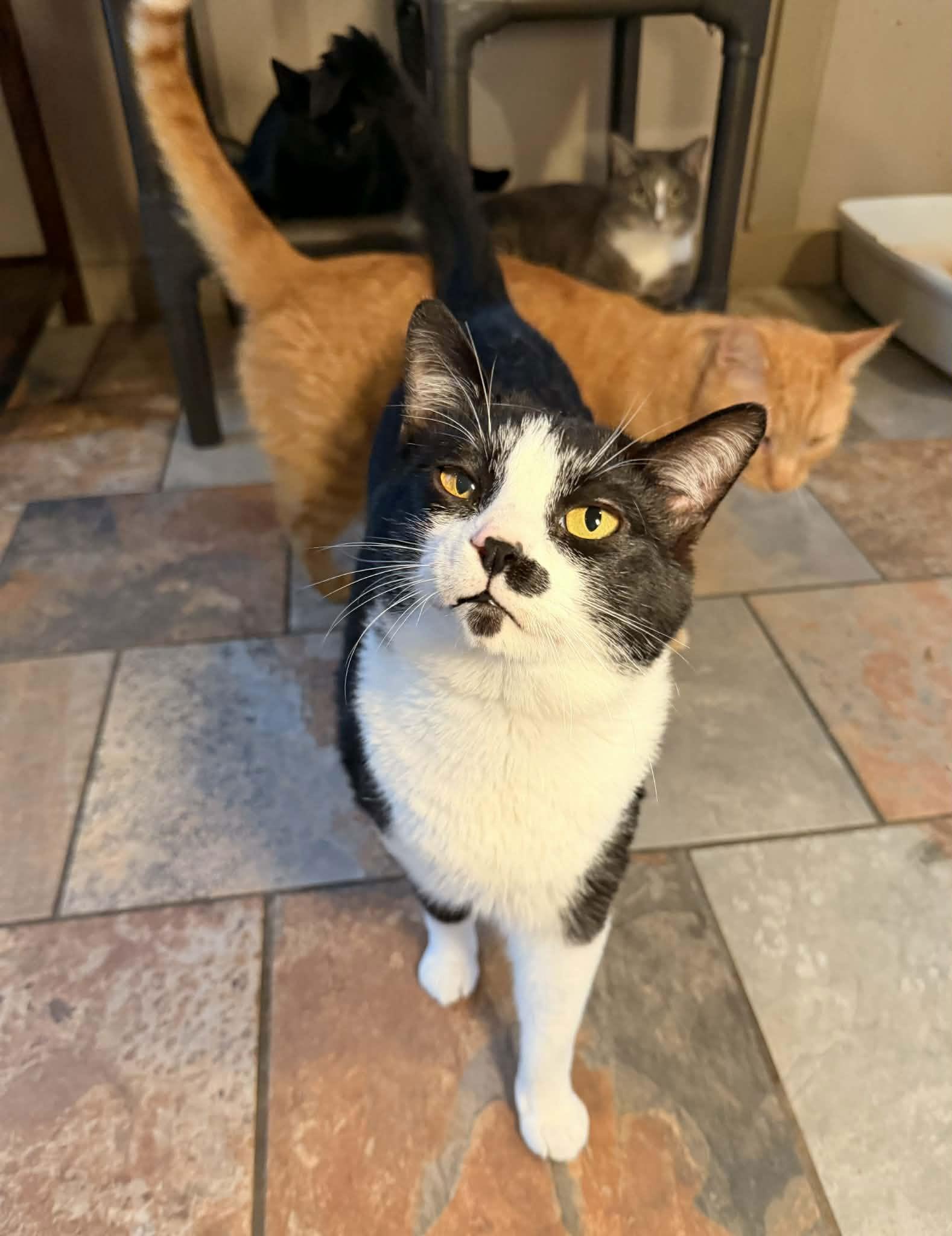 WILLY WONKA, Adoptable, Young Male Domestic Short Hair.