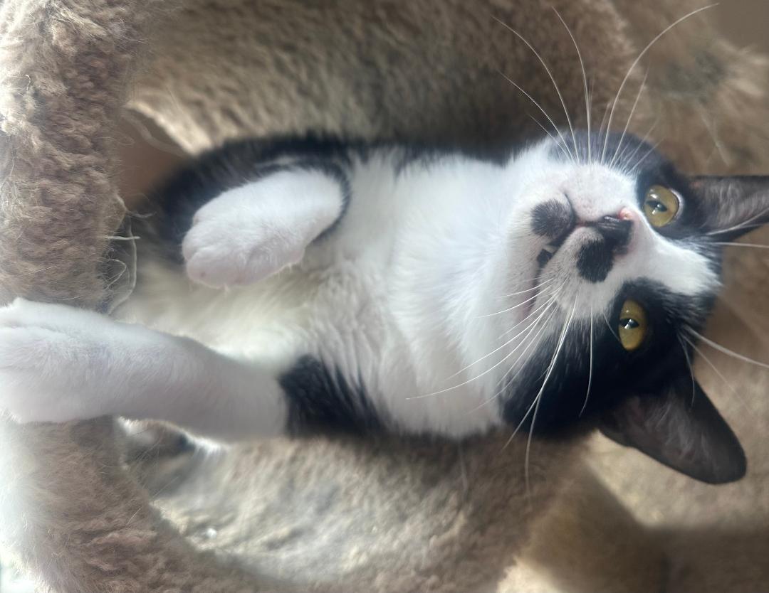 WILLY WONKA, Adoptable, Young Male Domestic Short Hair.