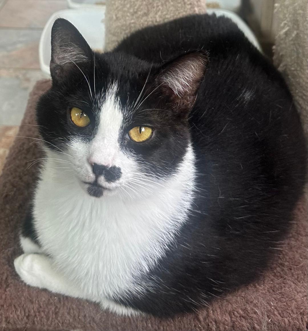 WILLY WONKA, a Adoptable Domestic Short Hair in Capshaw, AL image 2/3