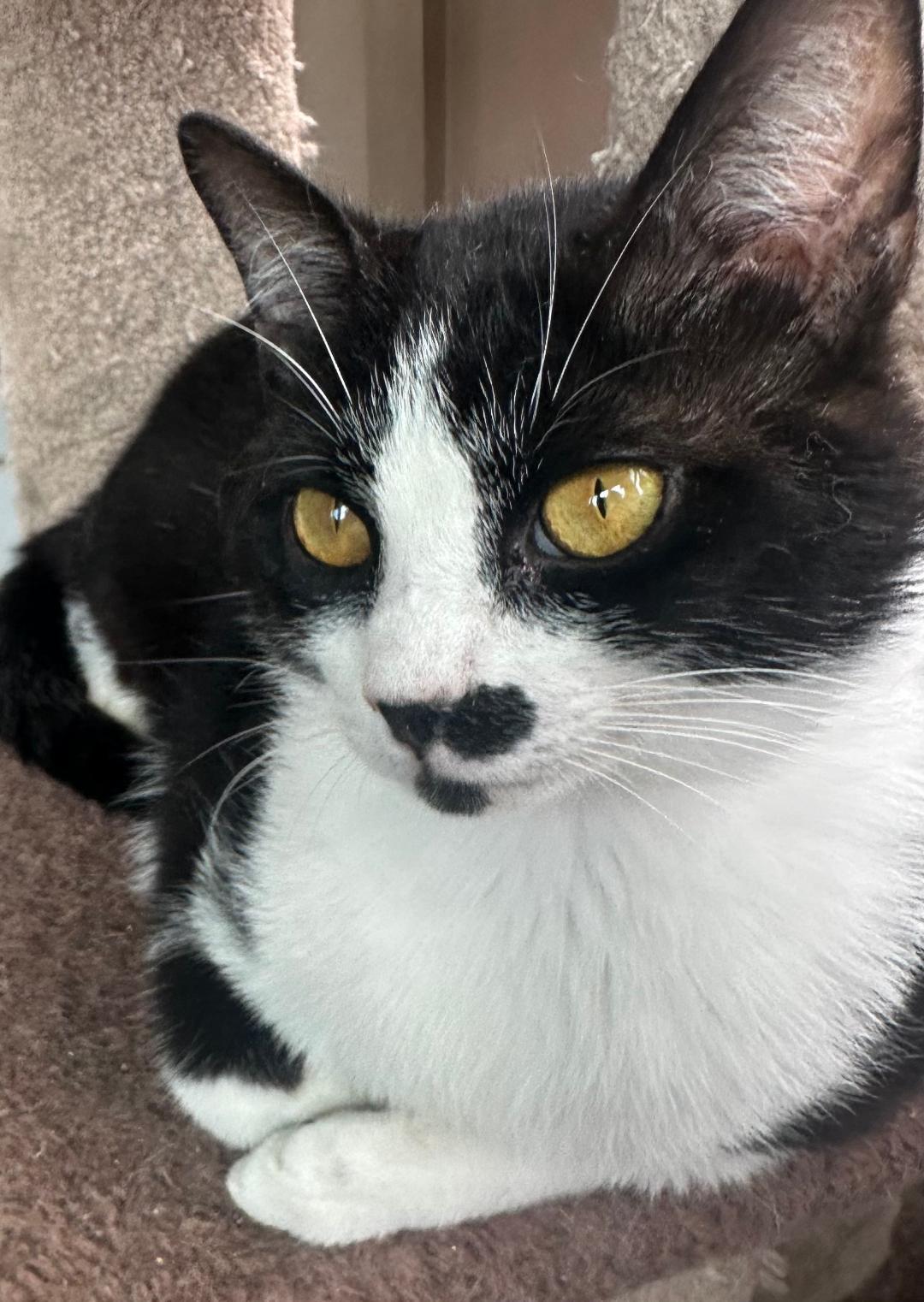 WILLY WONKA, a Adoptable Domestic Short Hair in Capshaw, AL image 3/3