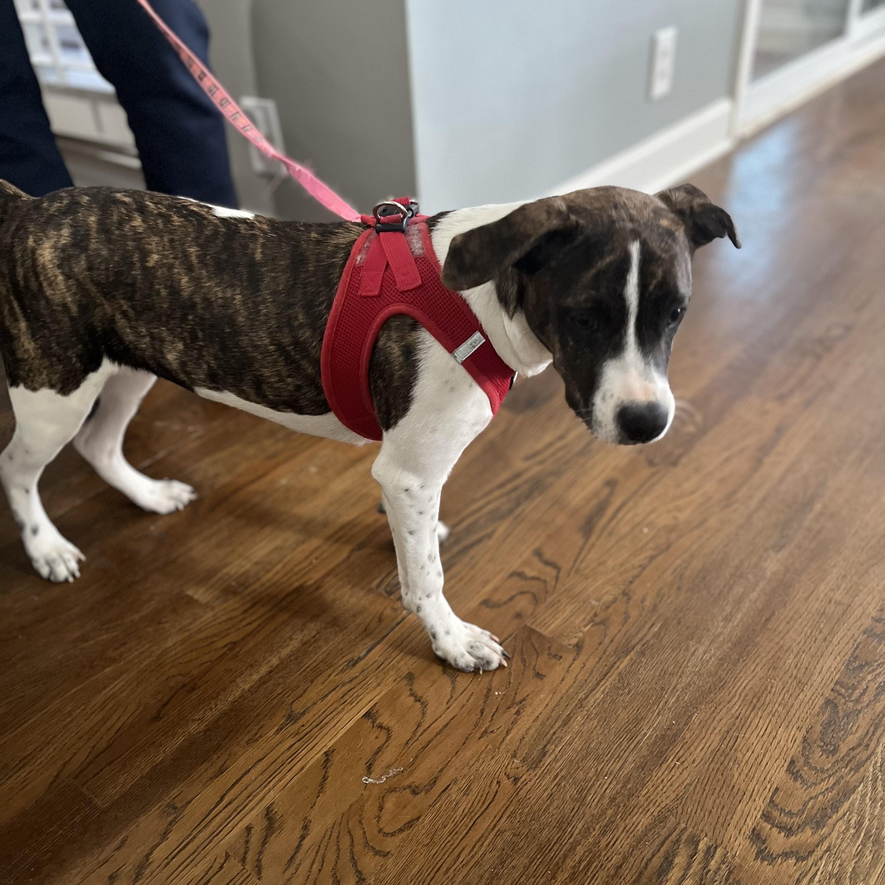 Nova, an adoptable mixed breed in Brentwood, TN image 2/3