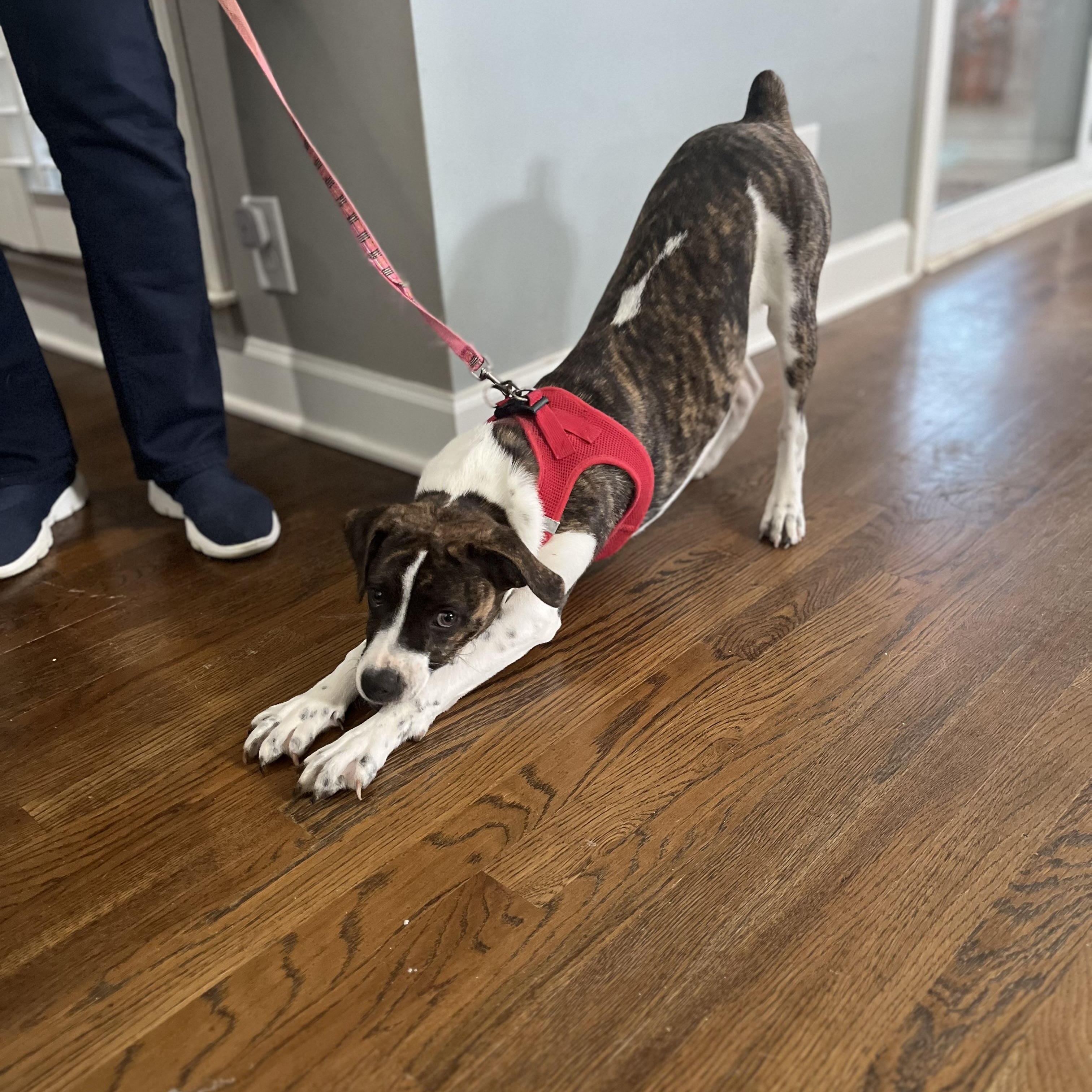 Nova, an adoptable mixed breed in Brentwood, TN image 3/3