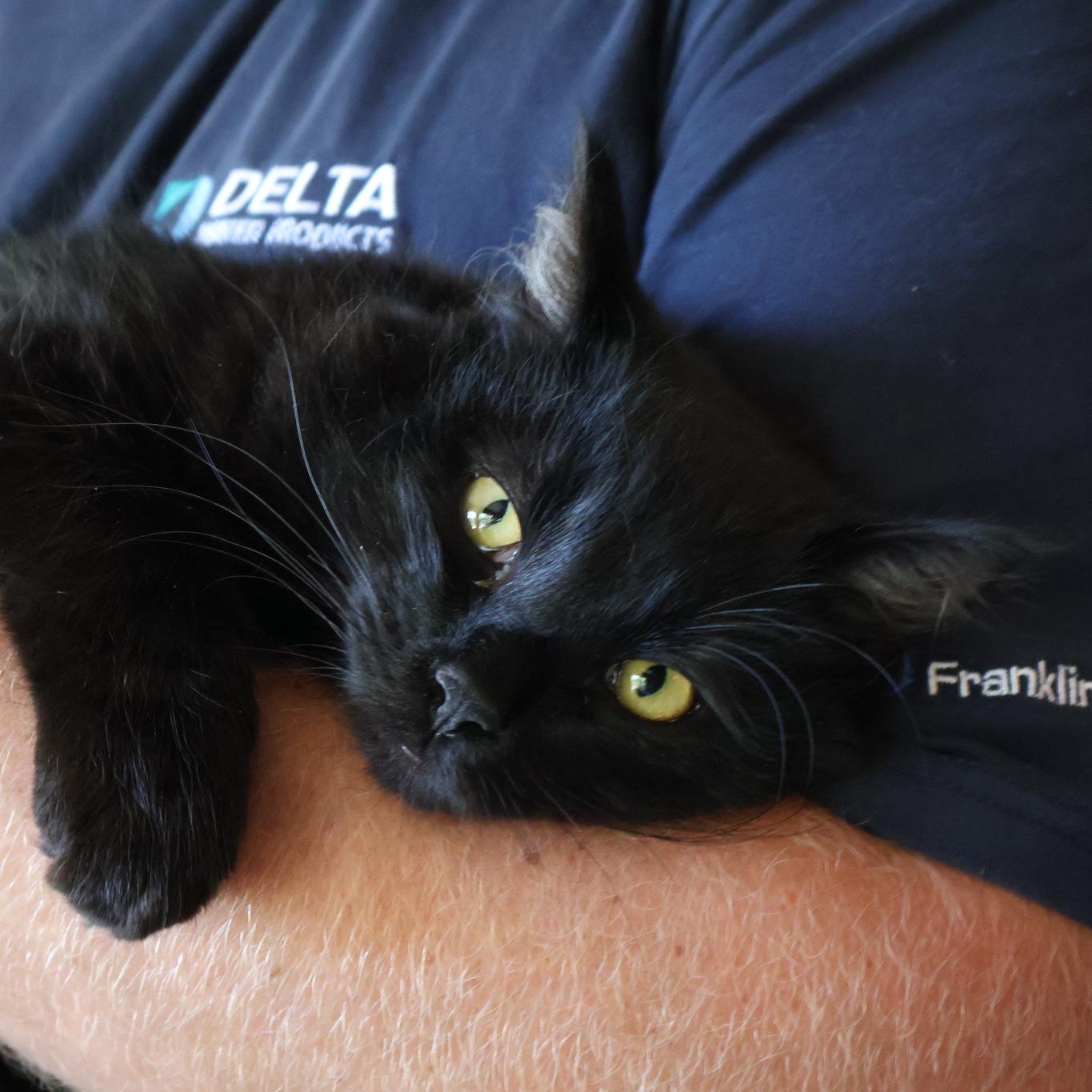 Whitaker, a ADOPTABLE Domestic Long Hair in Salt Spring Island, BC image 2/5