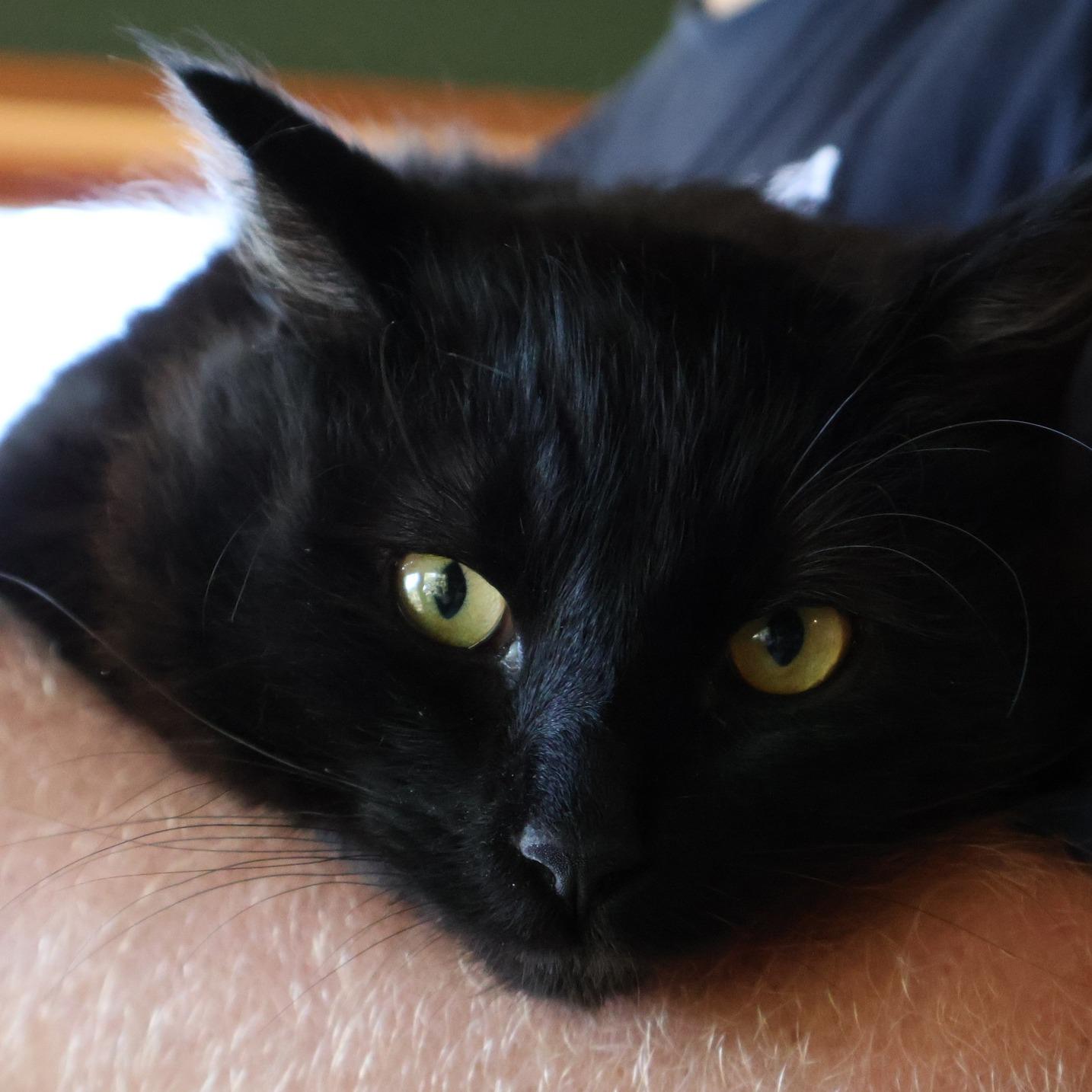 Whitaker, a ADOPTABLE Domestic Long Hair in Salt Spring Island, BC image 5/5
