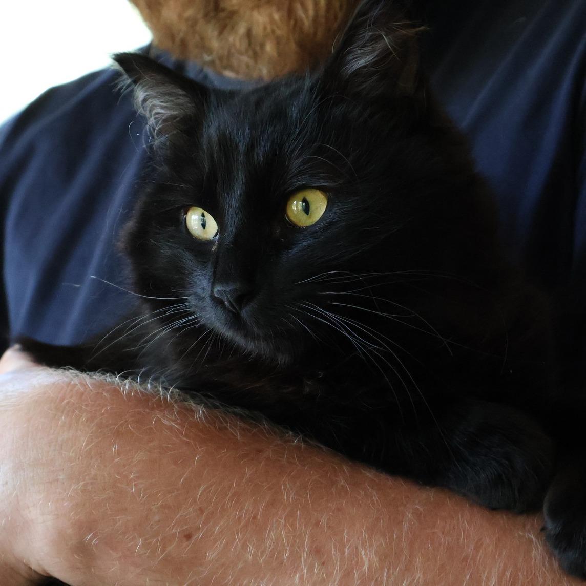 Whitaker, a ADOPTABLE Domestic Long Hair in Salt Spring Island, BC image 4/5
