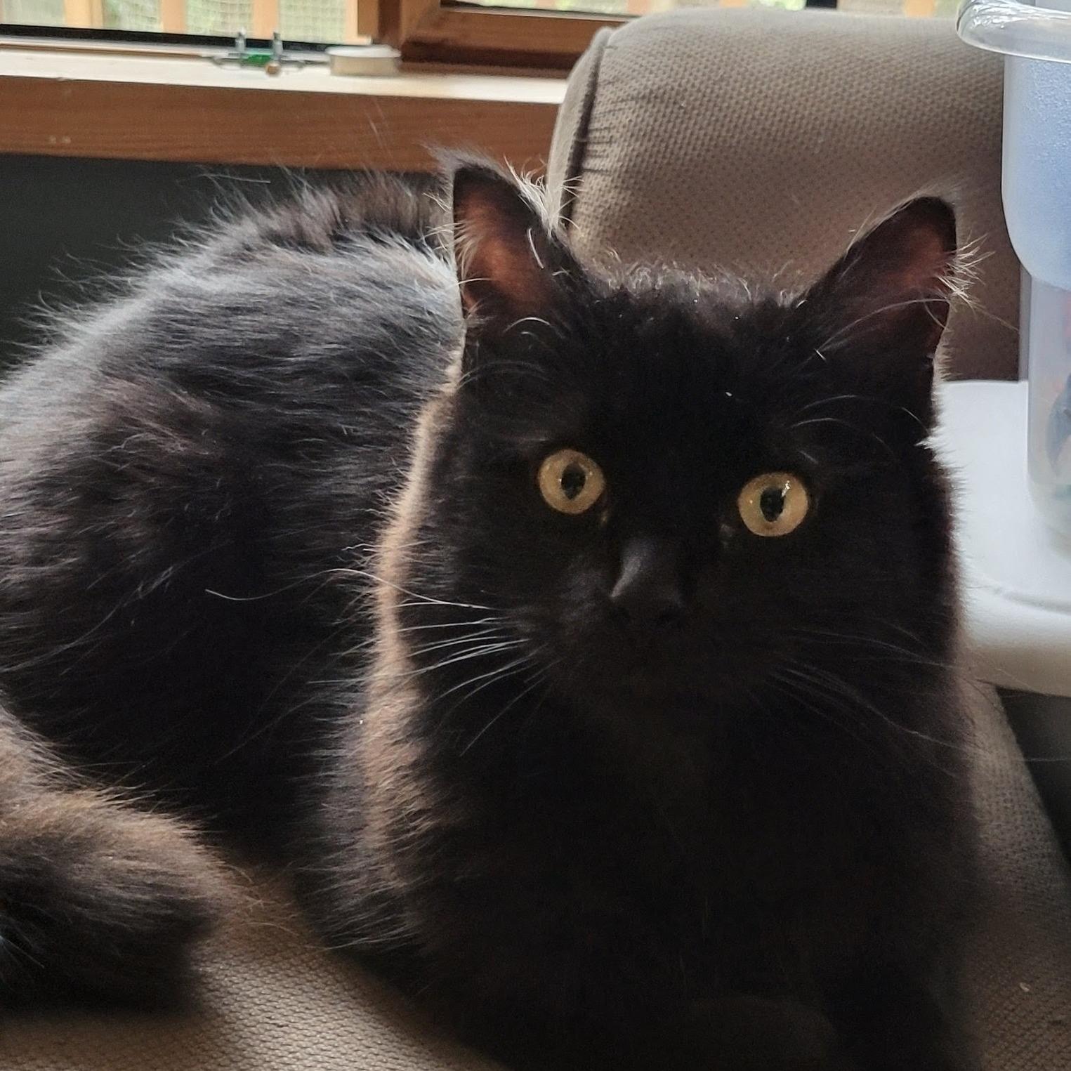 Whitaker, a ADOPTABLE Domestic Long Hair in Salt Spring Island, BC image 1/5