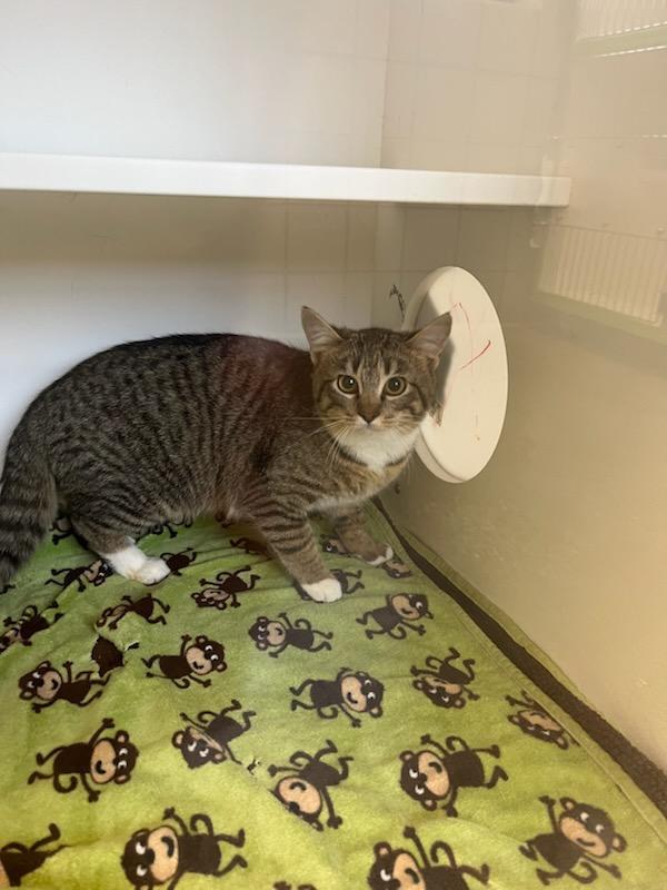 Enlarge Princess Sandy., a Adoptable mixed breed in Greenfield, IN image 1/1