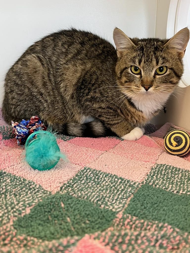 Enlarge Princess Sandy., a Adoptable mixed breed in Greenfield, IN image 2/2