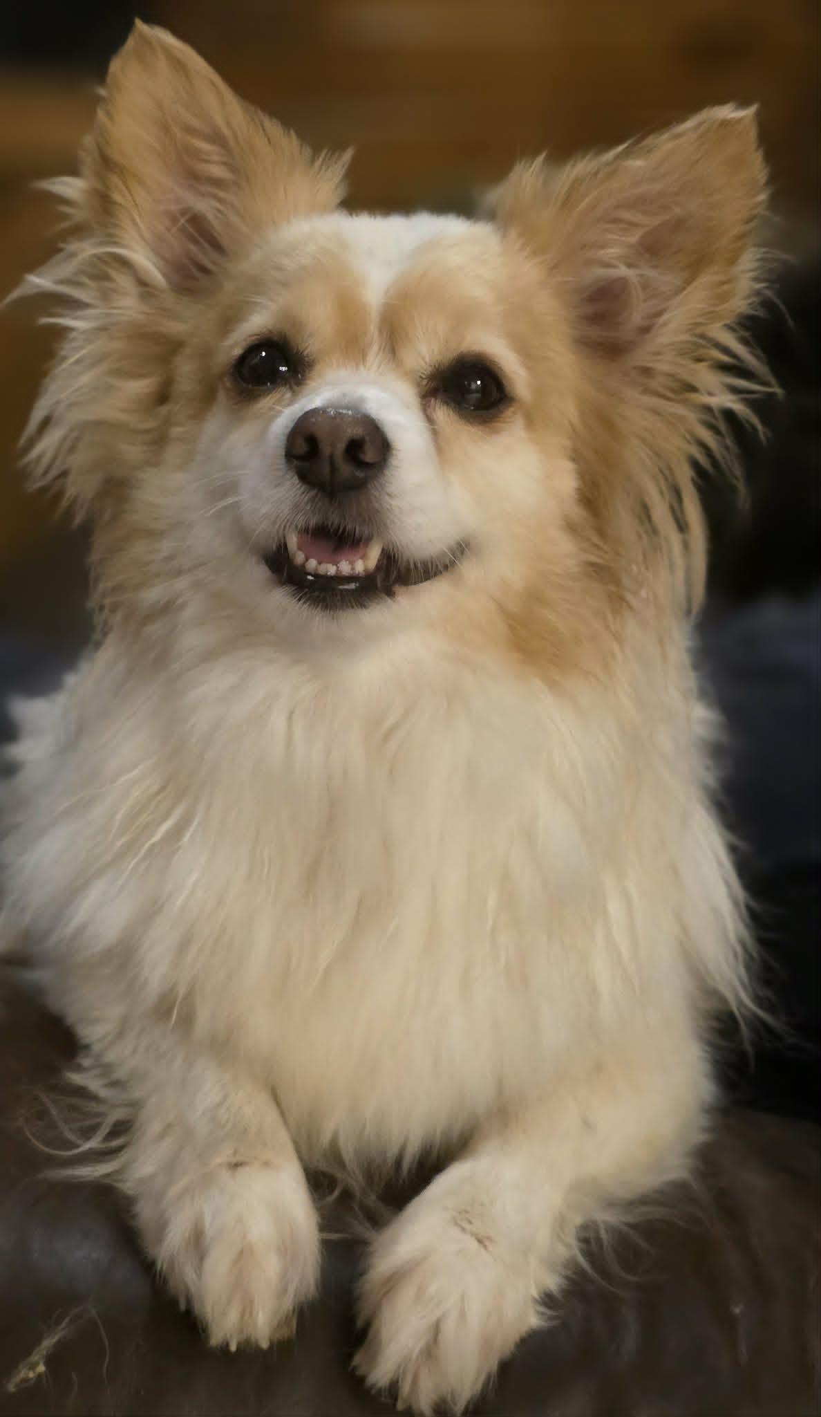 Benny Walworth Kramer, a Adoptable mixed breed in Cuba, NY image 2/3