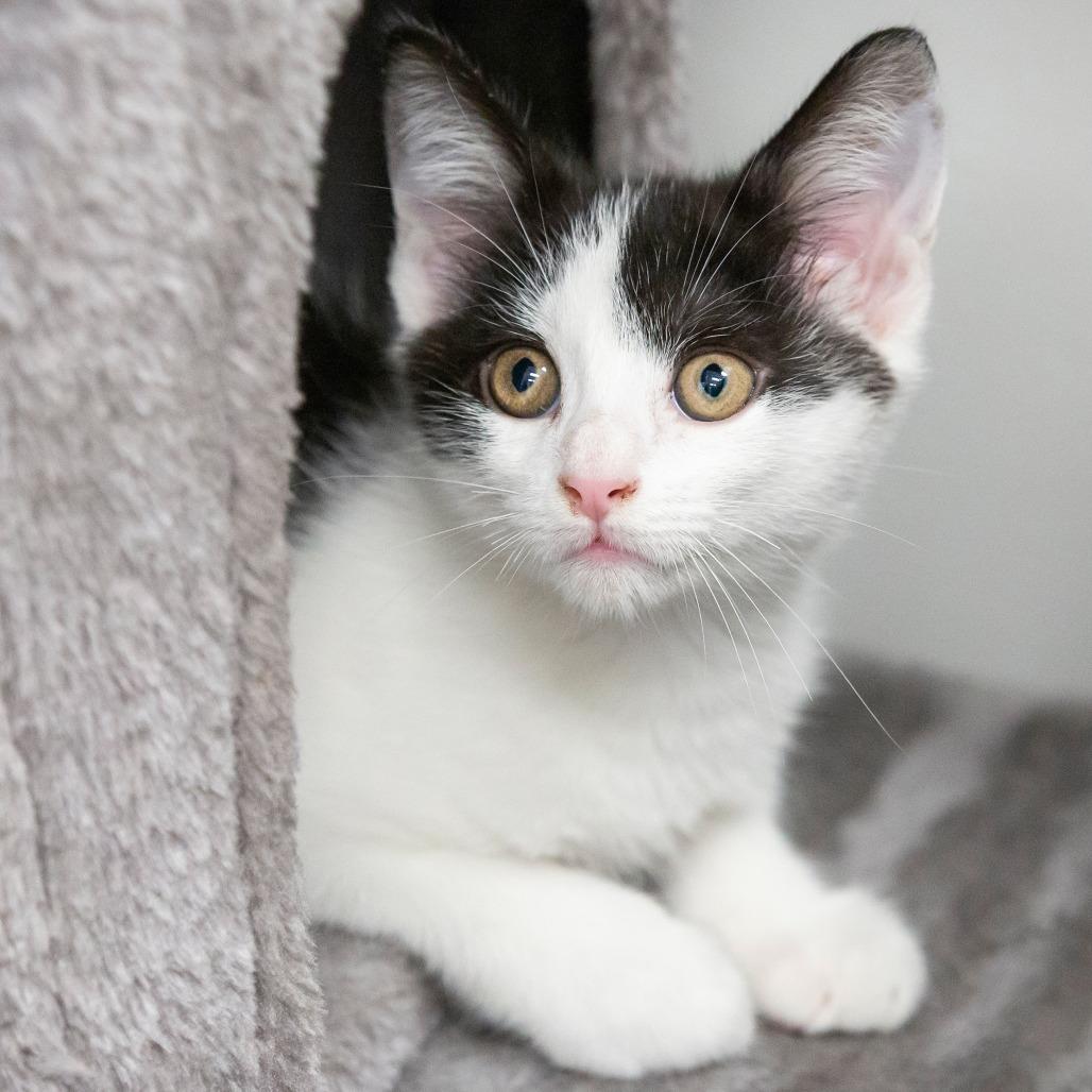 Enlarge Stu, a Adoptable Domestic Short Hair in Cartersville, GA image 1/4