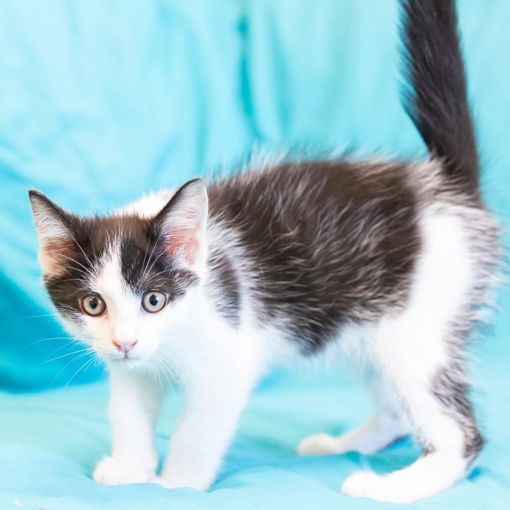 Enlarge Stu, a Adoptable Domestic Short Hair in Cartersville, GA image 2/4