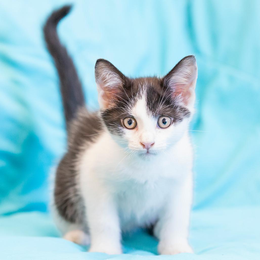 Enlarge Stu, a Adoptable Domestic Short Hair in Cartersville, GA image 3/4