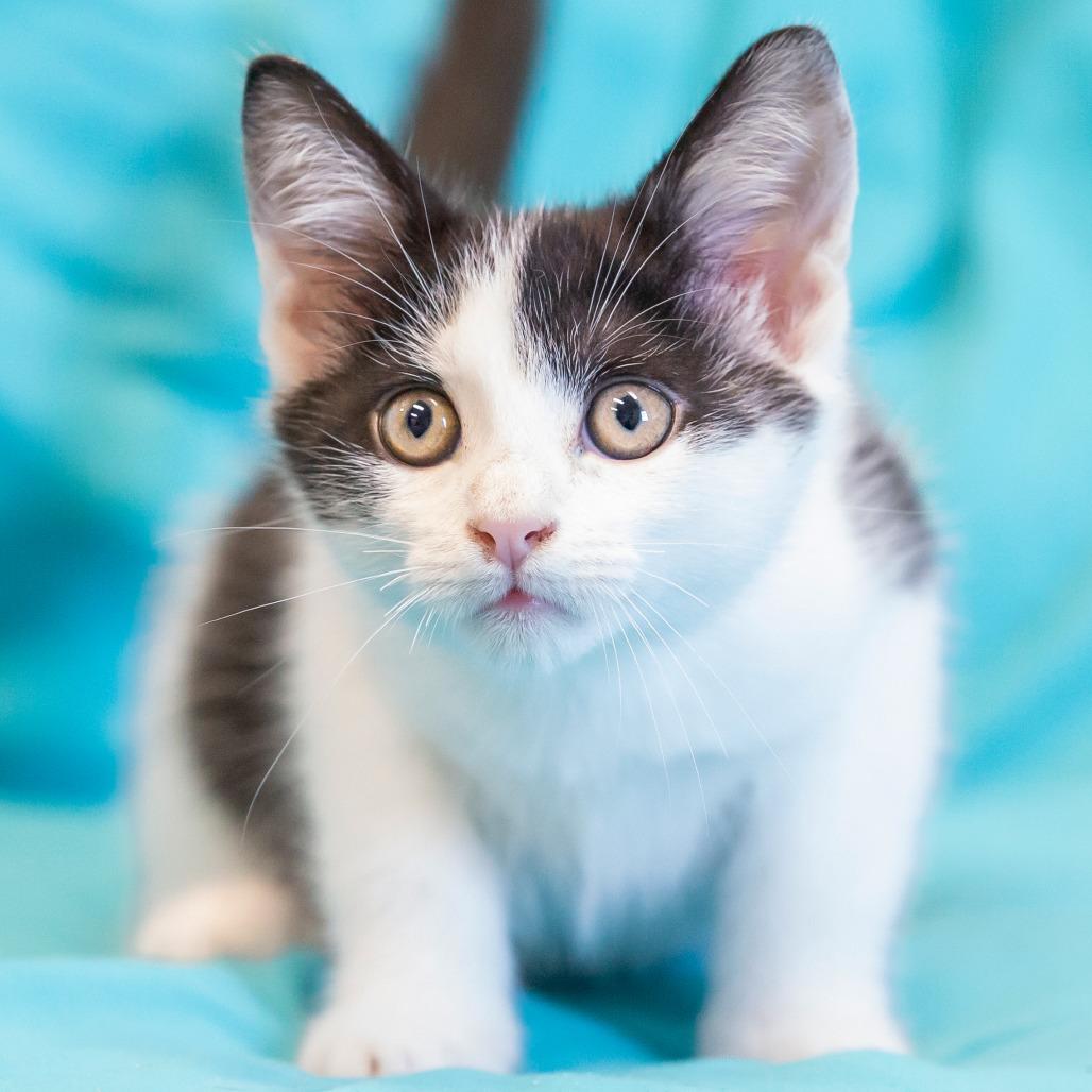 Enlarge Stu, a Adoptable Domestic Short Hair in Cartersville, GA image 4/4