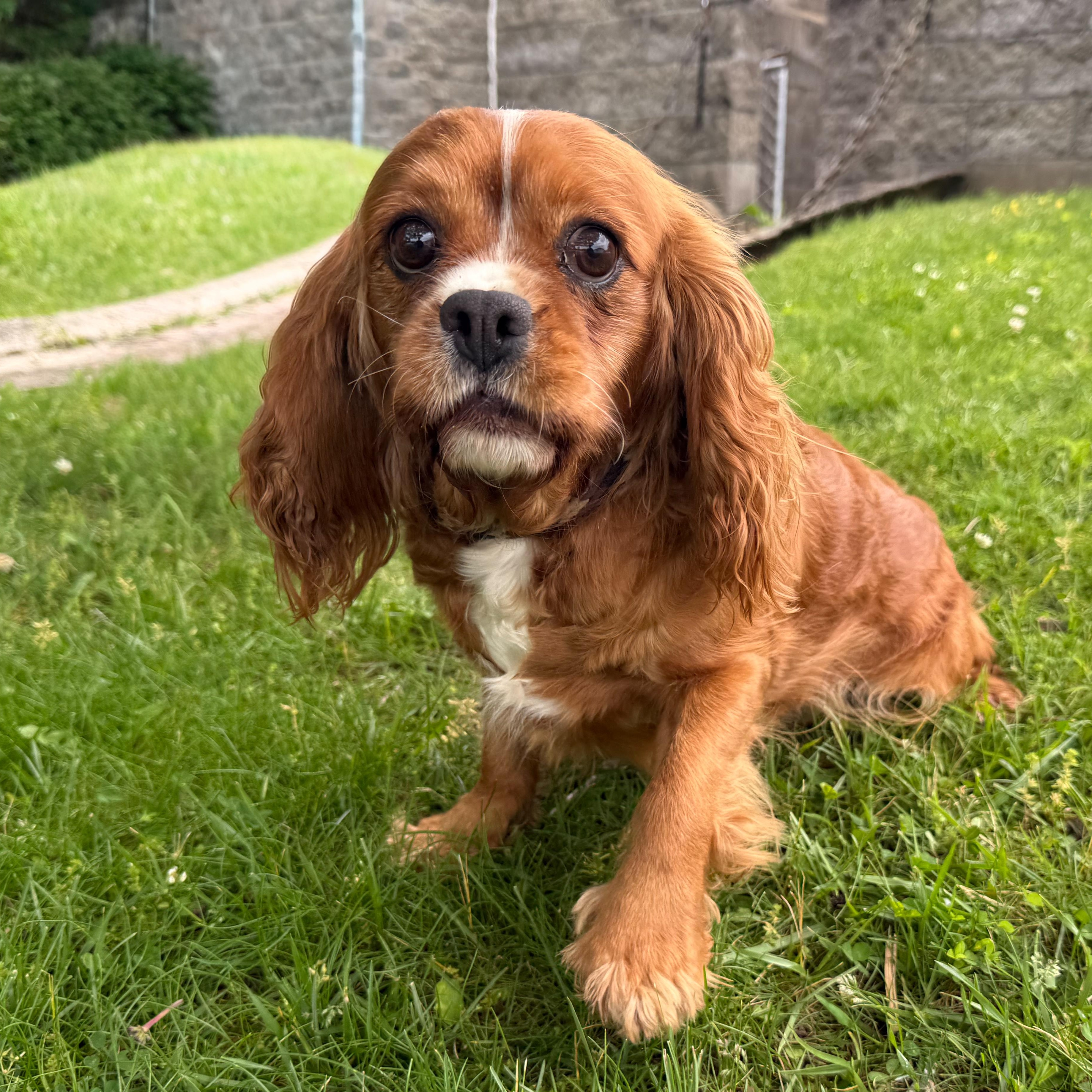 Enlarge Charm, a Adoptable mixed breed in Latrobe, PA image 1/3