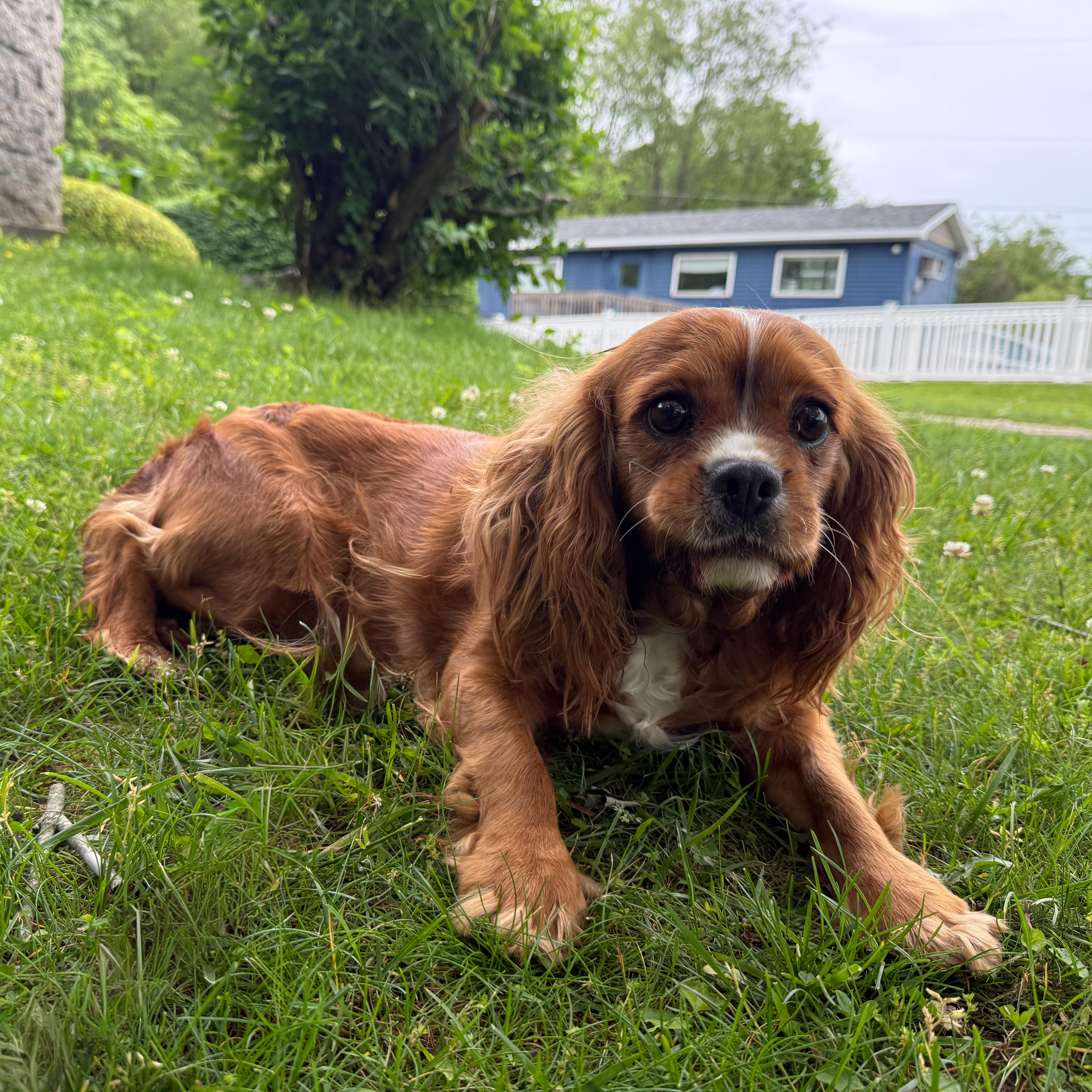 Enlarge Charm, a Adoptable mixed breed in Latrobe, PA image 2/3
