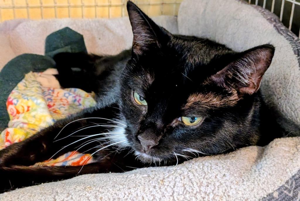 Enlarge Jewel, a Adoptable mixed breed in St. Augustine, FL image 1/1