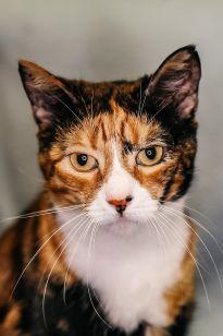 Biggie, Adoptable, Adult Female Domestic Short Hair & Domestic Short Hair.