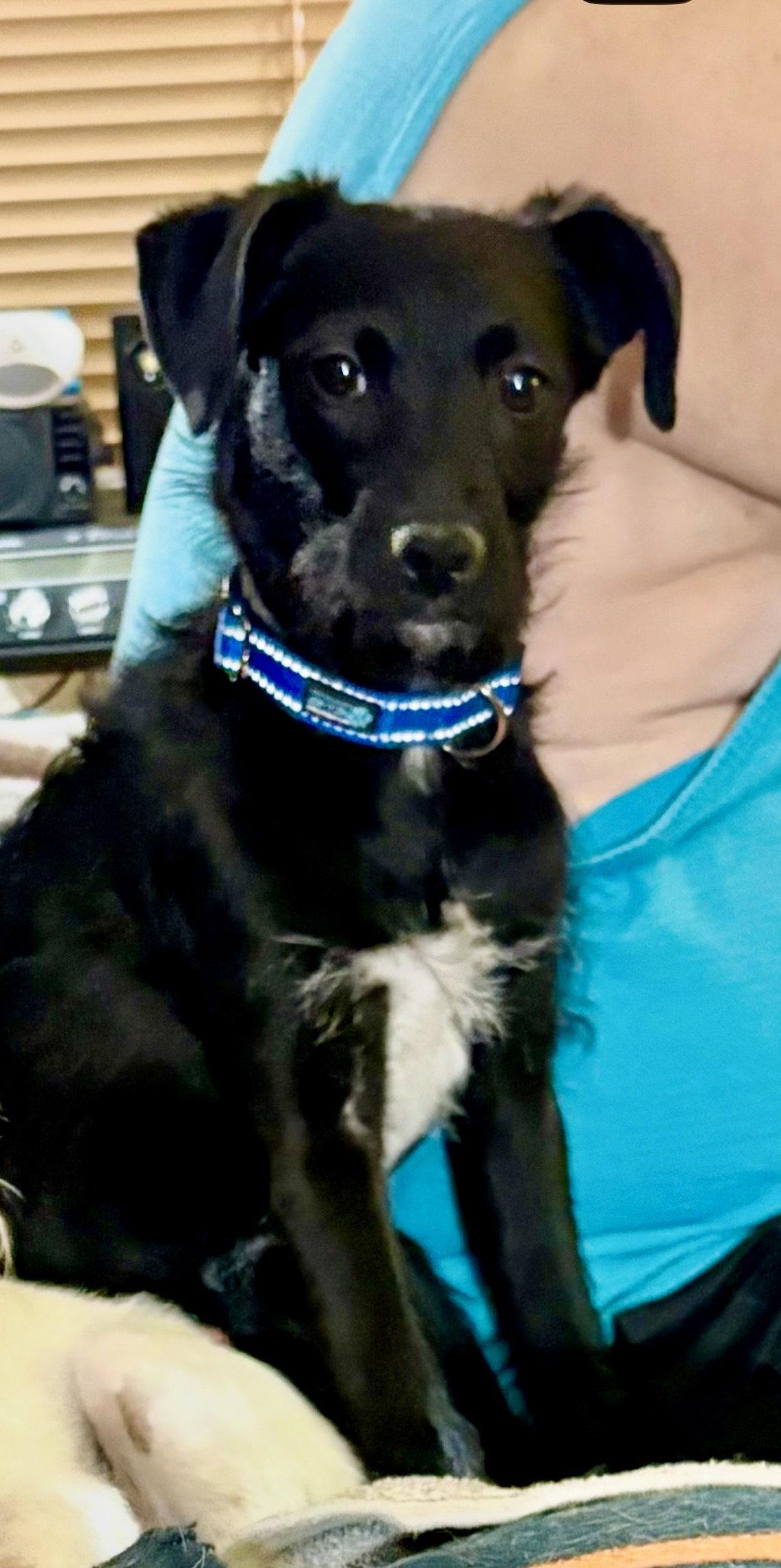 Enlarge Scotty, a Adoptable Terrier in Mesa, AZ image 1/3