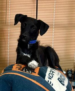 Enlarge Scotty, a Adoptable mixed breed in Mesa, AZ image 2/3