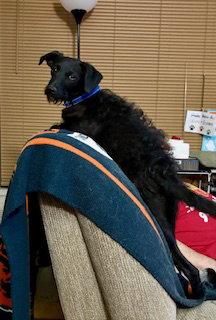 Enlarge Scotty, a Adoptable mixed breed in Mesa, AZ image 3/3
