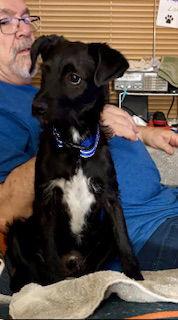 Enlarge Scotty, a Adoptable Terrier in Mesa, AZ image 2/3