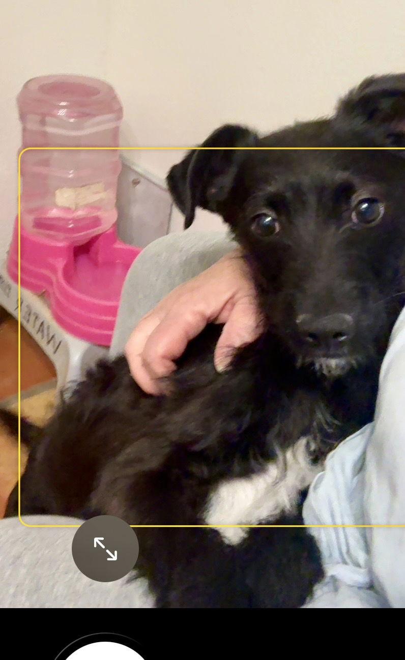 Enlarge Scotty, a Adoptable Terrier in Mesa, AZ image 3/3