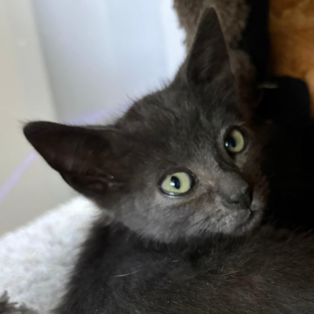 Silver, Adoptable, Kitten Male Domestic Short Hair.