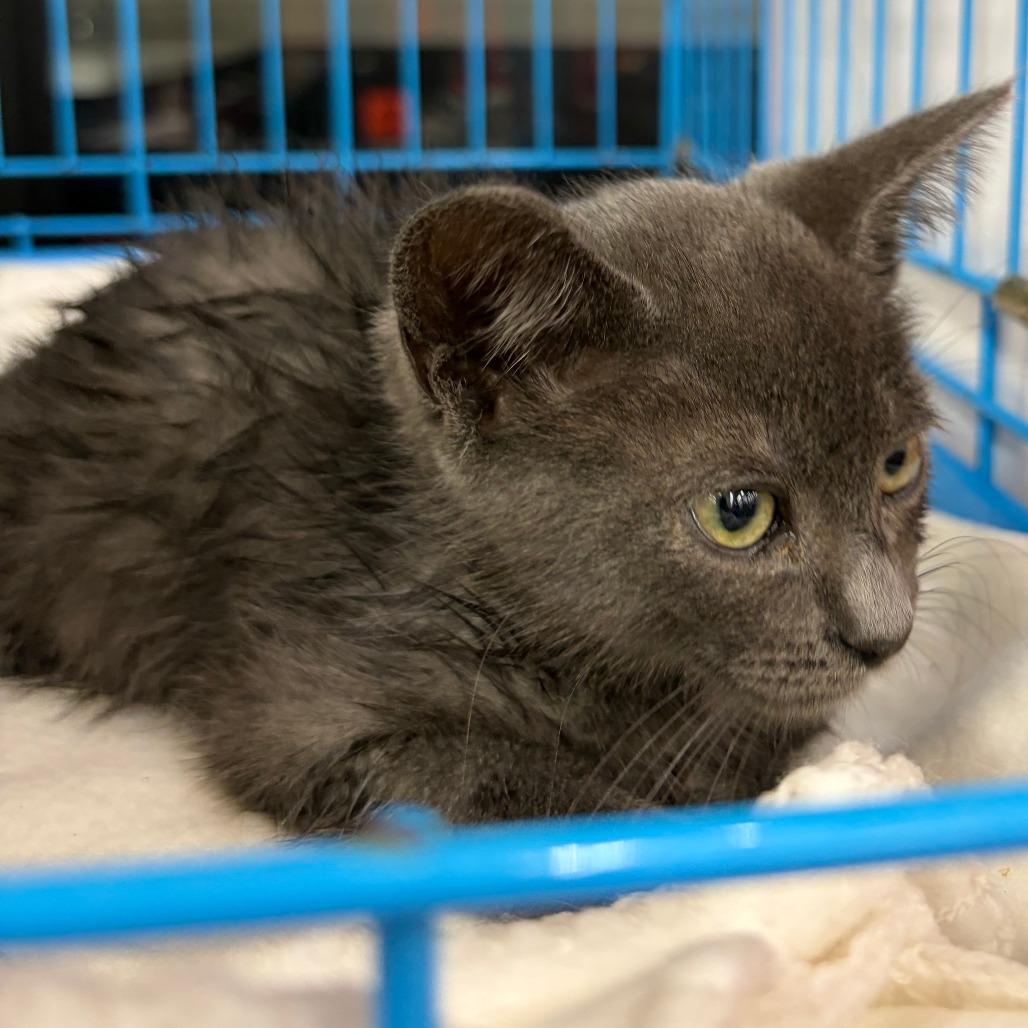 Enlarge Silver, a Adoptable Domestic Short Hair in Pleasanton, CA image 2/3
