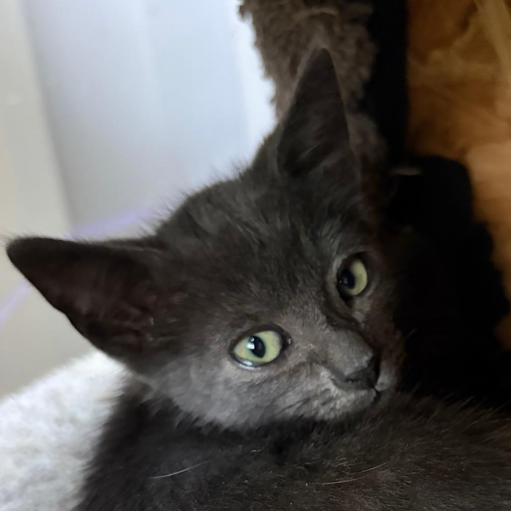 Enlarge Silver, a Adoptable Domestic Short Hair in Pleasanton, CA image 3/3